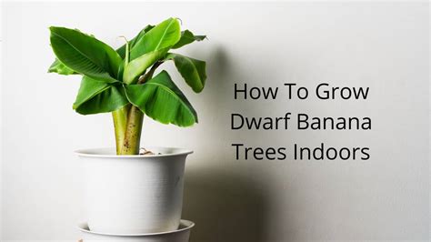 How To Grow Dwarf Banana Trees Indoors - The Best Tips And Tricks ...