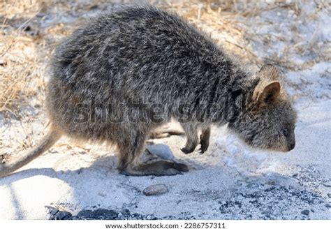 Rottnest Island Quokkas Wild Stock Photo 2286757311 | Shutterstock