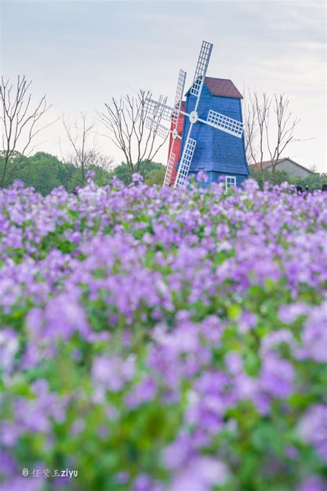 武汉赏花攻略，这个地方有超美万亩花海和法式小镇，无意间一拍都赏花攻略花海小镇新浪新闻