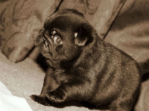 Black Pug Wallpaper - WallpaperSafari