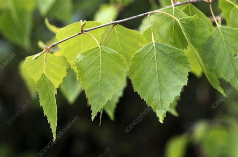 Silver birch spring leaves - Stock Image - C055/9298 - Science Photo ...