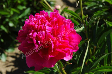 The Felix Supreme Peony | Adelman Peony Gardens