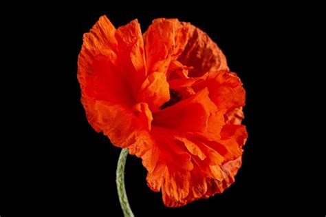 Flor Roja De Amapola Lat Papaver Aislado Sobre Fondo Negro Foto Premium