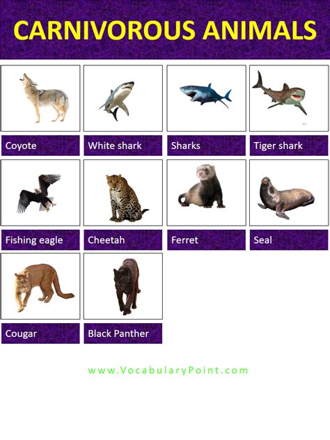 List Of Carnivorous Animals With Pictures - Vocabulary Point