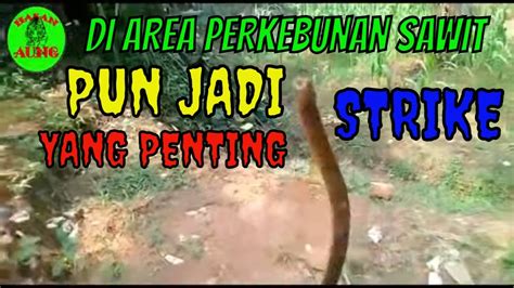 Mancing Belut Di Perkebunan Sawitsajir Lebak Banten Youtube