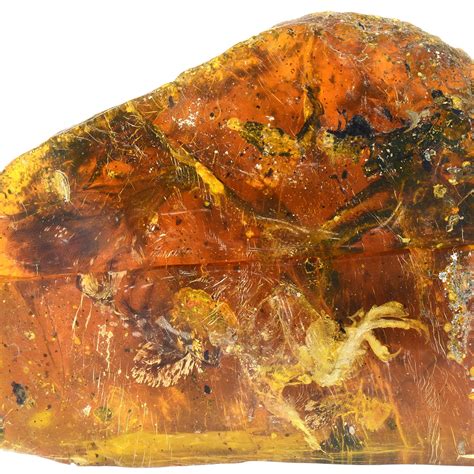 Dinosaur Fossils In Amber