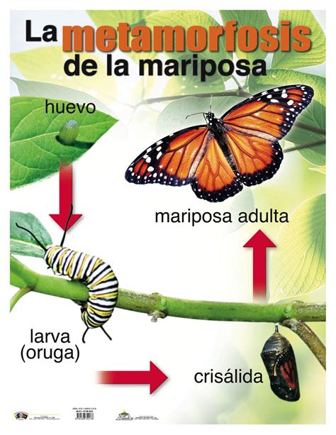 Ac C Metamorfosis De La Mariposa In