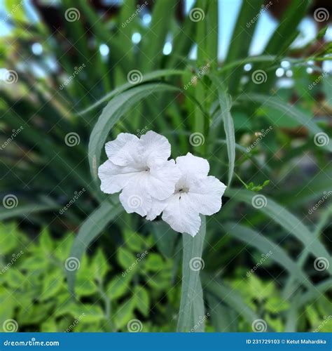 Ruellia Tuberosa Stock Image Cartoondealer