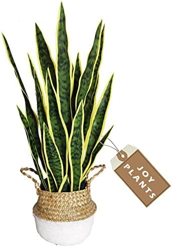 LOMANTO Fake Majesty Palm Plant 2Ft Artificial Plants For Home Decor