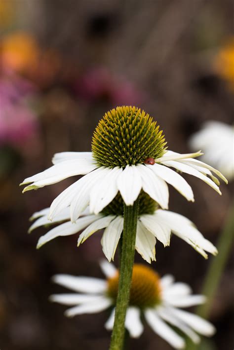 Flower Susanne Nilsson Flickr