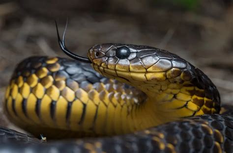 Tiger Snake: Australia's Stealthy Reptilian Wonder | WorldWeet