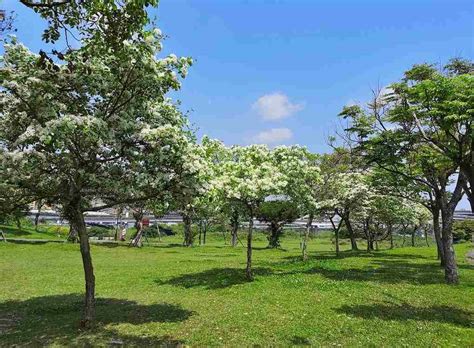 四月雪流蘇花 新店陽光運動公園、陽光橋夜景 Amanda生活美食料理