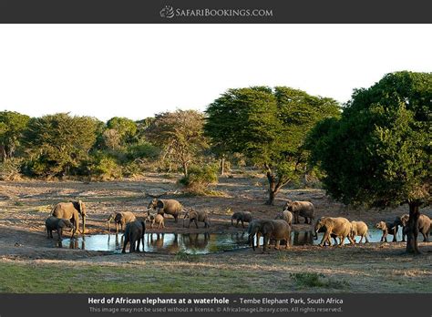 Tembe Elephant Park Photos – Images & Pictures