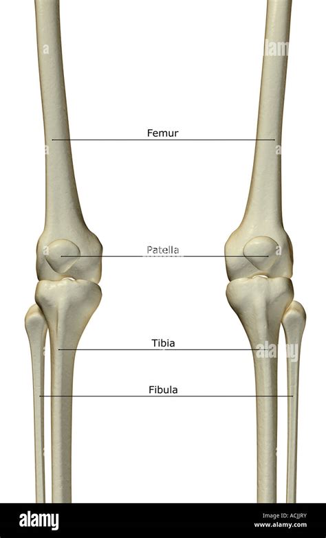 The bones of the knee Stock Photo - Alamy