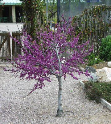 Cercis Occidentalis Western Redbud Tree 10 1 000 Seeds RARE Garden