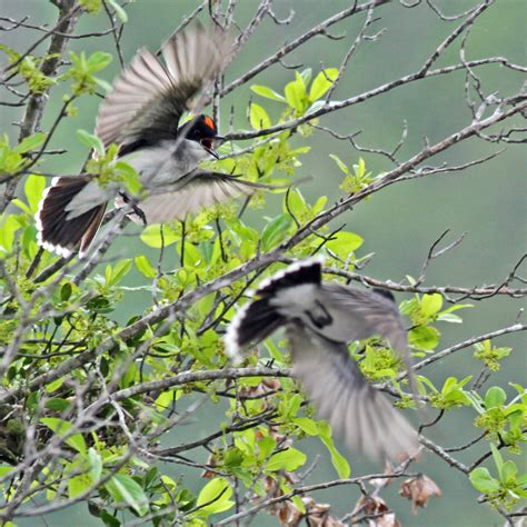 Eastern Kingbird nest at Carolina Sandhills Refuge | FWS.gov