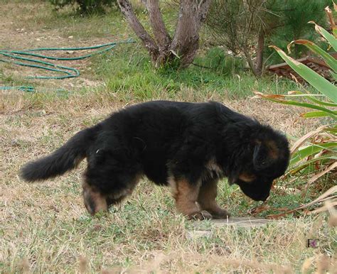 Chiot Berger Allemand Poil Long Poil Long Gros Gabarit