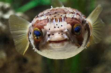 Balloonfish Porcupinefish And Pufferfish Whats The Difference