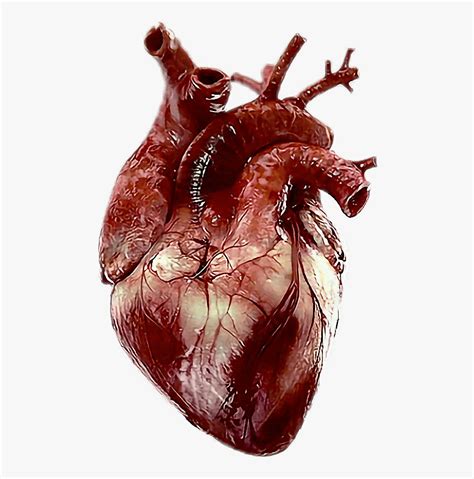 Transparent Real Heart Png Real Human Heart Png Free Transparent