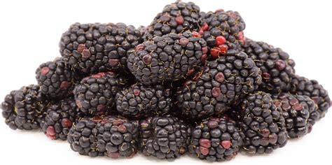 Organic Berries Blackberries Information And Facts