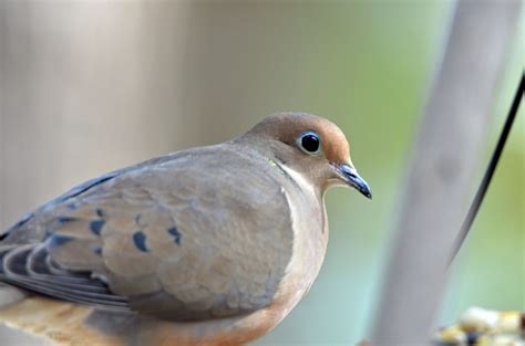 Mourning Dove Big Year Birding