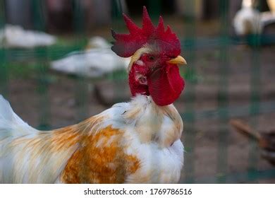 Poultry Yard Naked Neck Breed Chicken Stock Photo 1769786516 Shutterstock