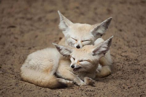 Species Spotlight: Fennec Fox | Pages | WWF