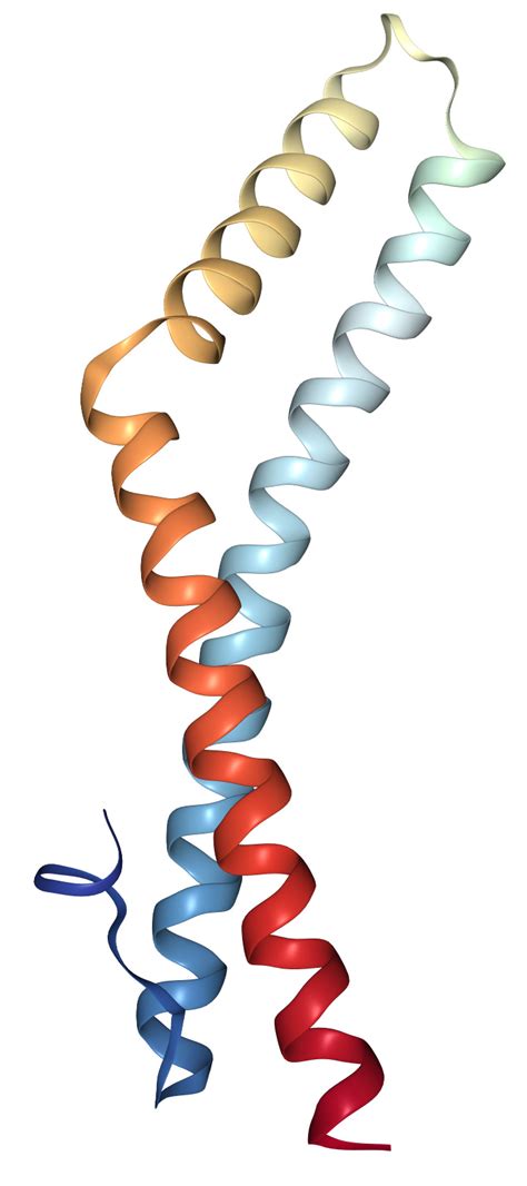 Occludin Protein Overview Sino Biological