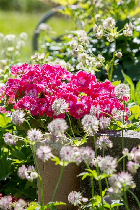 Edel Pelargonie Pelargonium Bild Kaufen 13671435