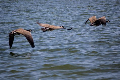 Free stock photo of flying, geese