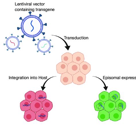 Lentiviral Transduction Of Cells Resulting In Either Episomal