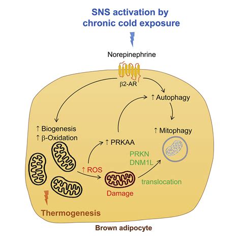 Chronic Cold Exposure Induces Autophagy To Promote Fatty Acid Oxidation