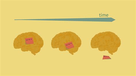 Neuro Cartilla La Capacidad De La Memoria Operativa Knowing Neurons