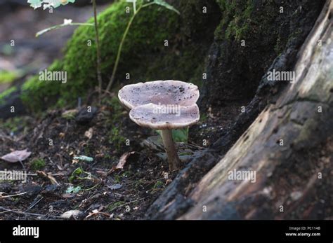 Deer Mushroom Pluteus Cervinus Near A Birch Tree Stump Stock Photo