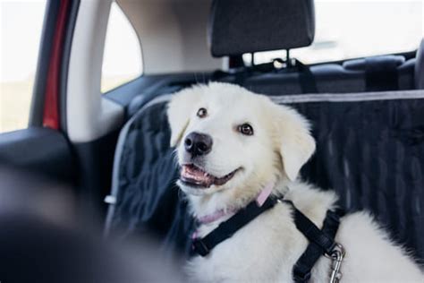 Qué hacer si mi perro se MAREA en el coche Vacaciones con Perros