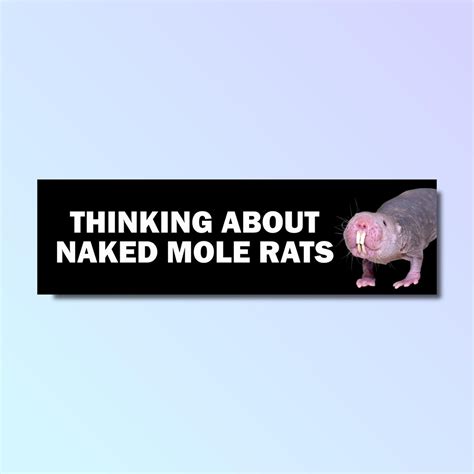 Thinking About Naked Mole Rats Bumper Sticker Funny Bumper Sticker Silly Genz Z Meme Sticker