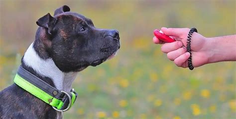 5 Best Dog Training Tools