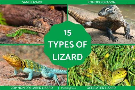 5 Types Of Lizards