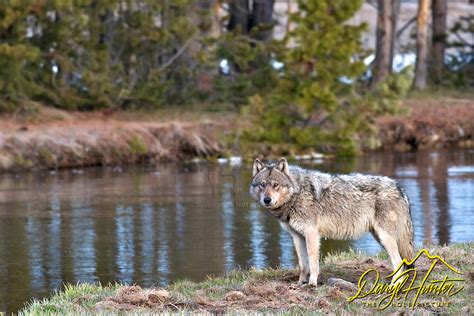 Grey Yellowstone Wolf Gibbon River Yellowstone National Park Wyoming