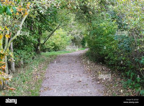 Gravel Path Through Woodland Hi Res Stock Photography And Images Alamy