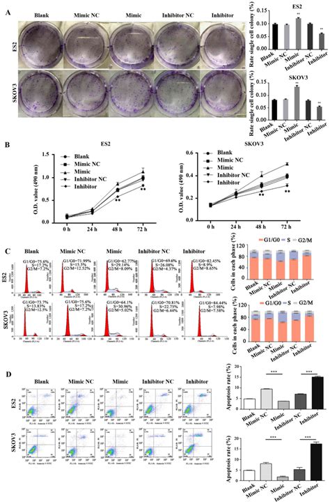 Mir P Promotes The Development And Progression Of Ovarian Cancer