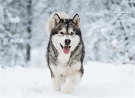 14 Cold-Weather Dogs That Love the Snow | PetMD