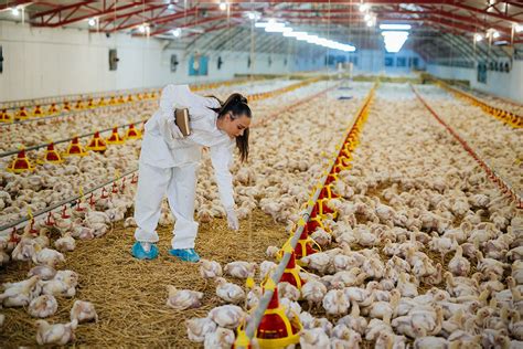 Poultry Farming Techniques - Ecochicks Poultry Ltd