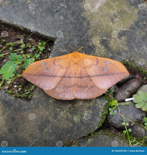 Cricula Trifenestrata Caught on Camera Stock Image - Image of tree