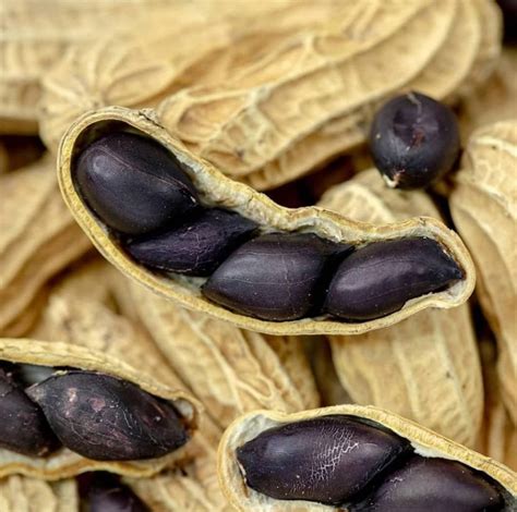 Mengenal Lebih Dalam Khasiat Kacang Hitam Ini Kacang Yang Paling Kaya