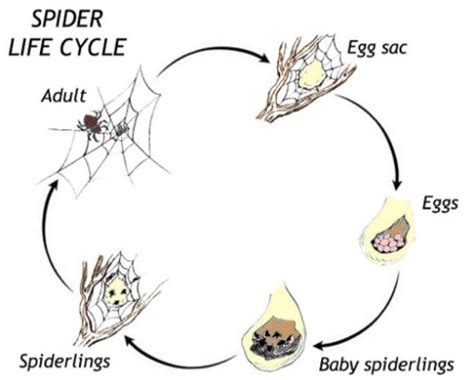 Life Cycle Of Spider