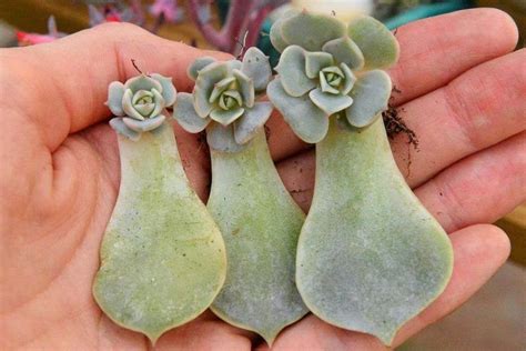 How To Propagate Succulents From Leaves Definitive Guide