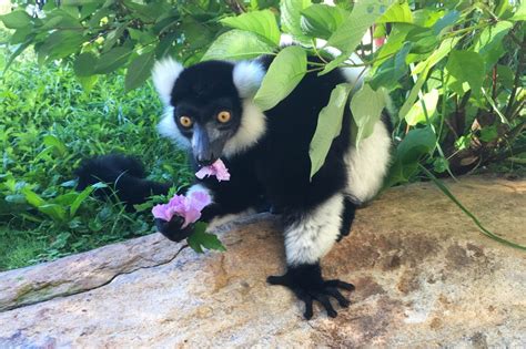 Meet the Zoo’s Lemurs | Smithsonian's National Zoo and Conservation ...