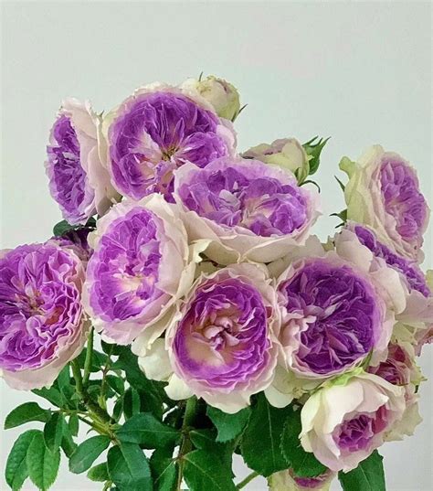 Japanese Rose Blue Moon Stone 蓝月石 1 Gal Bare Root - Etsy