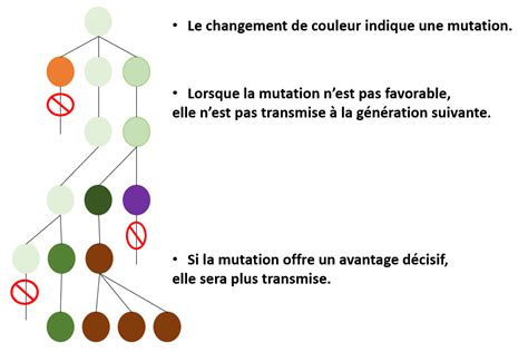 Évolution Des Génomes Au Sein Des Populations Biologie101